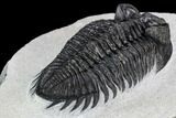 Coltraneia Trilobite Fossil - Huge Faceted Eyes #107059-4